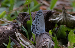 Celastrina philippina