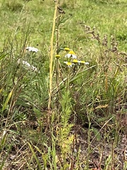 Tripleurospermum inodorum
