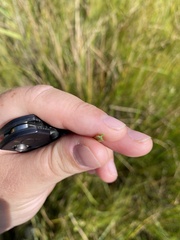 Schoenoplectus americanus