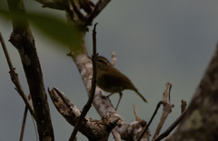 Phylloscopus sarasinorum