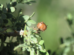 Tanaostigmodes howardii