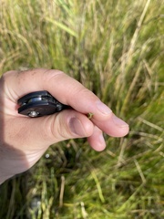 Schoenoplectus americanus