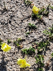 Oenothera laciniata