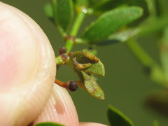 Asphondylia silicula