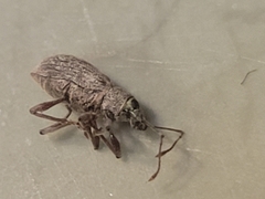 Cyrtepistomus castaneus