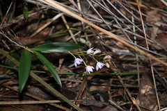 Dendrobium kingianum