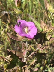 Agalinis tenuifolia
