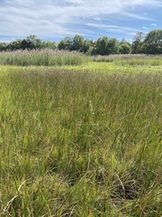 Schoenoplectus americanus