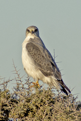 Geranoaetus polyosoma
