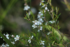 Leptospermum variabile