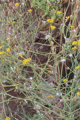 Asteraceae