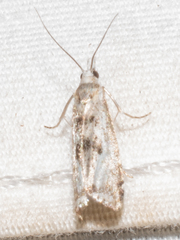 Microcrambus minor