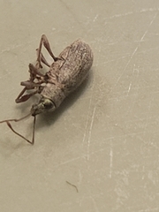 Cyrtepistomus castaneus