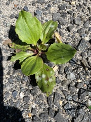 Golovinomyces sordidus