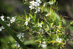 Leptospermum variabile