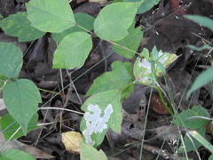 Cameraria guttifinitella