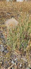 Tragopogon dubius