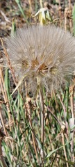 Tragopogon dubius