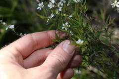 Leptospermum variabile