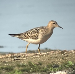 Calidris subruficollis