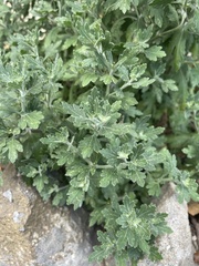 Artemisia indica