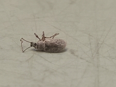 Cyrtepistomus castaneus