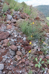Asteraceae