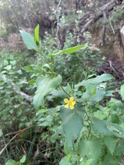 Goodenia ovata