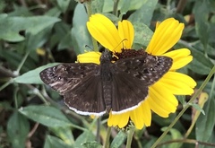 Erynnis funeralis