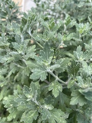Artemisia indica