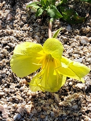 Oenothera laciniata