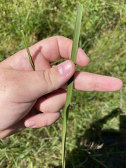 Schoenoplectus pungens