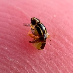 Thaumatomyia