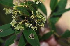 Pomaderris argyrophylla