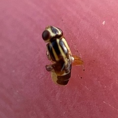 Thaumatomyia