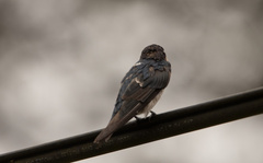 Hirundo tahitica