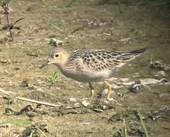 Calidris subruficollis