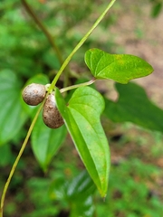 Dioscorea polystachya