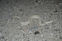 Crotalus cerastes laterorepens