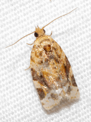 Argyrotaenia