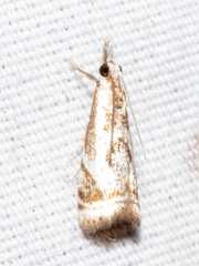 Microcrambus