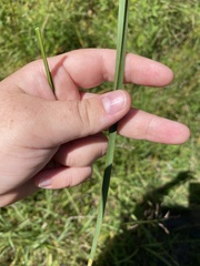 Schoenoplectus pungens