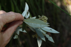 Pomaderris argyrophylla