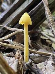 Entoloma murrayi