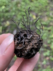 Xylaria liquidambar