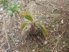 Washingtonia robusta