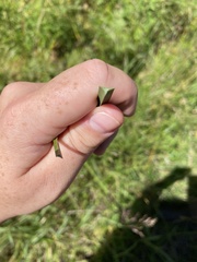 Schoenoplectus pungens