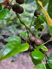 Dioscorea polystachya