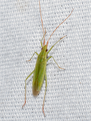 Trigonotylus caelestialium