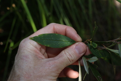 Pomaderris argyrophylla